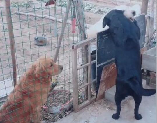 单身狗网友爆料绿豆视频,绿豆视频背后的秘密 第2张 单身狗网友爆料绿豆视频,绿豆视频背后的秘密 第2张